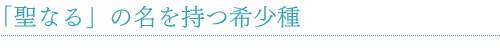 「聖なる」の名を持つ希少種