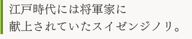 江戸時代には将軍家に 献上されていたスイゼンジノリ。